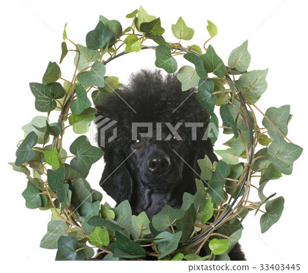black dwarf poodle 33403445