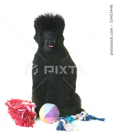 black dwarf poodle 33403446