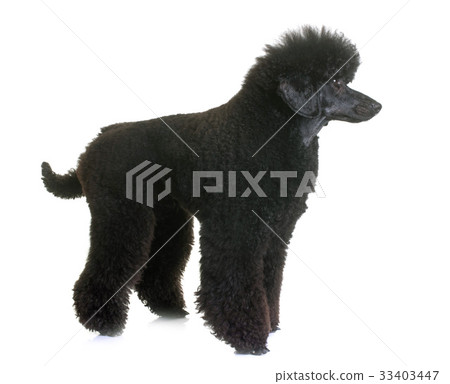 black dwarf poodle 33403447