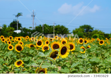 Sunflower, summer flower, flower 33403829