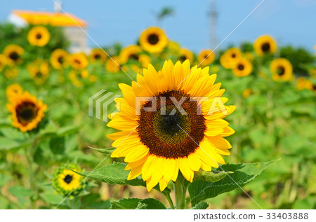 Sunflower, summer flower, flower Sunflower, summer flower, flower 33403888