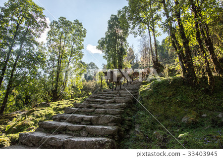 The caravan of mini horse is walking, Nepal 33403945