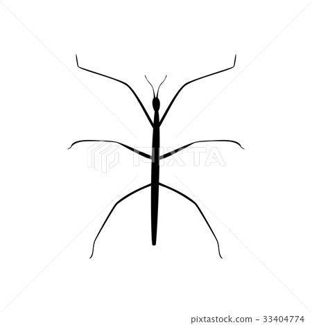Stick insect black silhouette animal 33404774