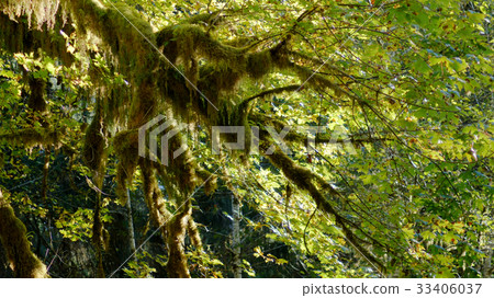 Hoh Rain Forest, Olympic National Park, WASHINGTON 33406037