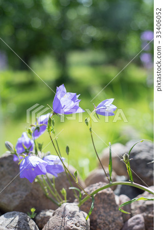 Lilac bells wildflowers of the mountains. Lilac bells wildflowers of the mountains. 33406052