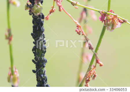 Aphid infestation of garden plants. Aphid infestation of garden plants. 33406053