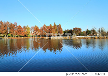 水杉在大廈公園 水杉在大廈公園 33406491