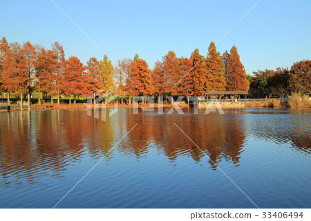 水杉在大廈公園 水杉在大廈公園 33406494