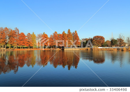 水杉在大廈公園 水杉在大廈公園 33406498
