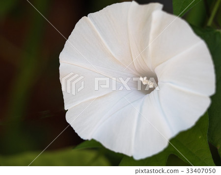 Morning glory Morning glory 33407050