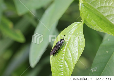 美國Mizuab 03 33409334