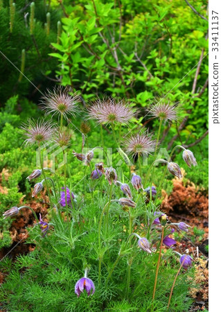 Sleep-grass or Pulsatilla patens Sleep-grass or Pulsatilla patens 33411137