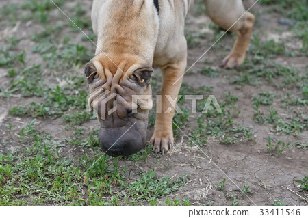 Dog breed Shar Pei 33411546