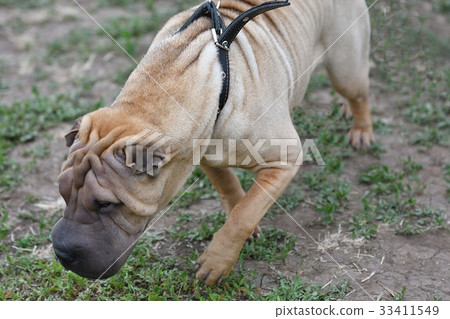 Dog breed Shar Pei 33411549