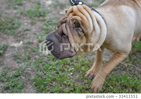 Dog breed Shar Pei 33411551