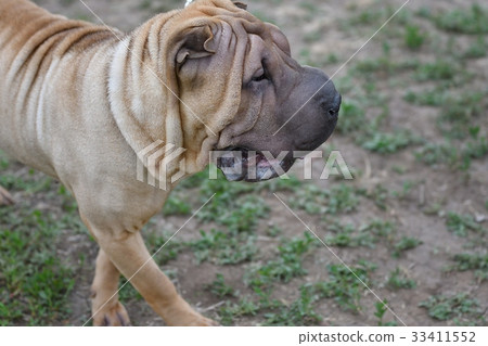Dog breed Shar Pei 33411552