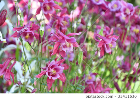 Aquilegia flower in the garden 33411630