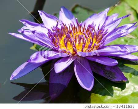 Lian flower 33411685