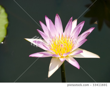蓮花 33411691