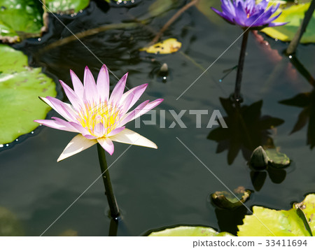 Lian flower 33411694