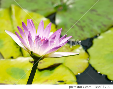 蓮花 蓮花 33411700