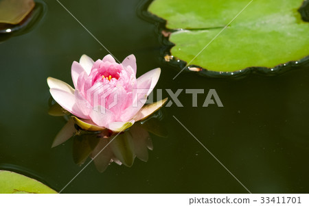 蓮花 蓮花 33411701