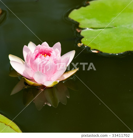 蓮花 蓮花 33411702