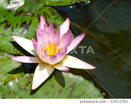 蓮花 蓮花 33411705