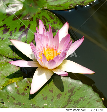 蓮花 蓮花 33411706