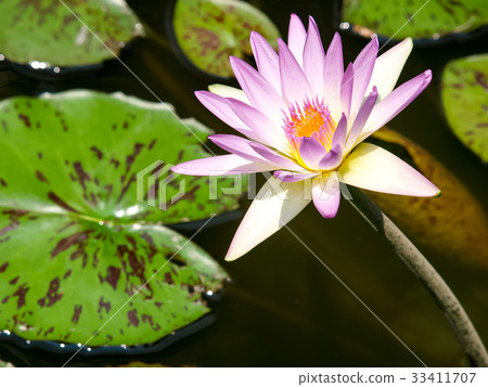 蓮花 蓮花 33411707