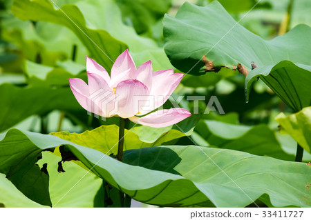 蓮花 蓮花 33411727