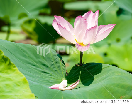 Lian flower Lian flower 33411729