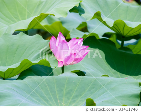 Lian flower Lian flower 33411740