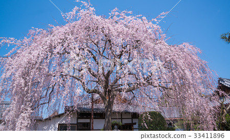 Kyoto Honmanji Temple Cherry blossoms Kyoto Honmanji Temple Cherry blossoms 33411896