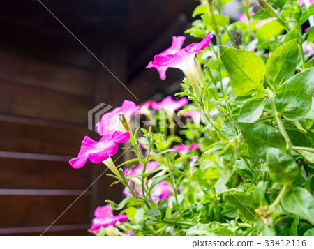 Morning glory 33412116