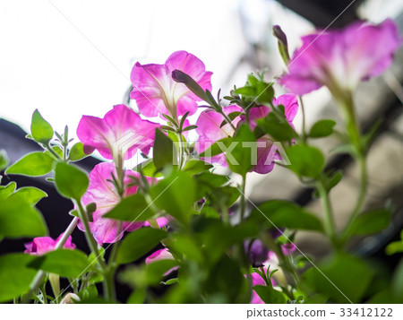 Morning glory 33412122