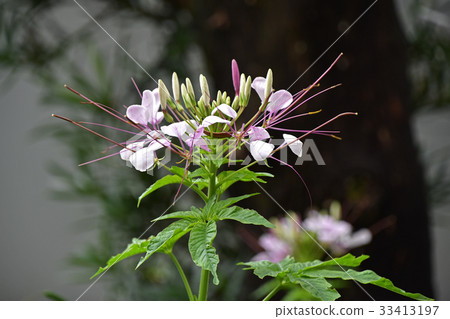 Flower of Creme 33413197