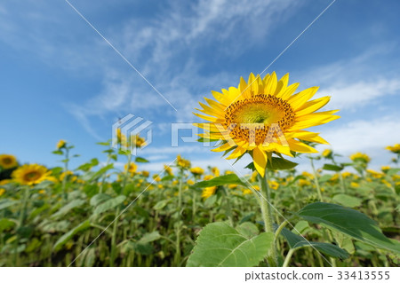 sunflower	 33413555