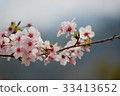 Taoyuan Fuxing Lala Mountain Cherry Blossom 33413652