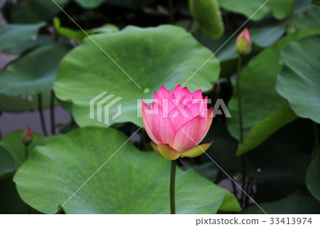 Lian flower Lian flower 33413974