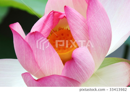 Lian flower 33413982