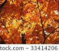 Maple autumn leaves 33414206