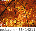 Maple autumn leaves autumn scenery 33414211
