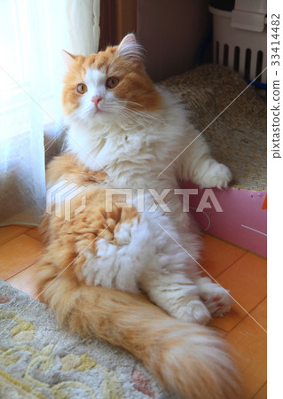Cat MG6829a 33414482