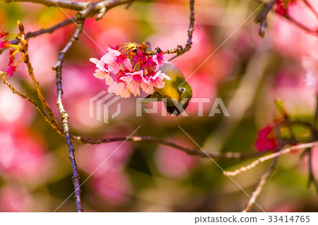 Cherry blossom viewer 33414765