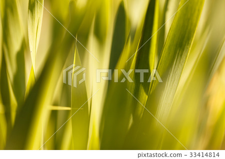 Yellow grass in the sun. Colorful natural 33414814