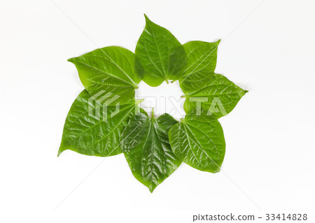 Wild Pepper Leaf Wild Pepper Leaf 33414828
