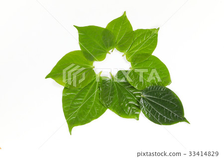 Wild Pepper Leaf Wild Pepper Leaf 33414829