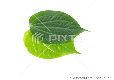 Wild Pepper Leaf 33414832