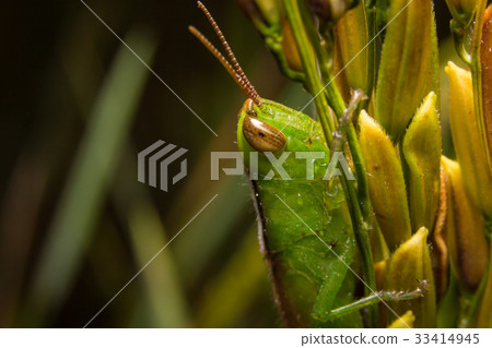 Grasshopper on nature leaves as background 33414945